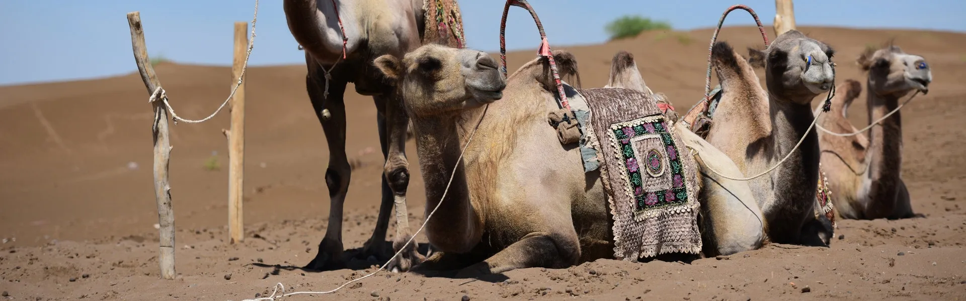 Silk Road Tours