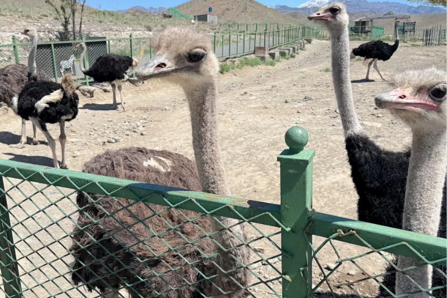 Plan your visit to Tianshan Wildlife Park in Ürümqi with travel tips, best seasons, routes, transport advice, and practical visitor insights.