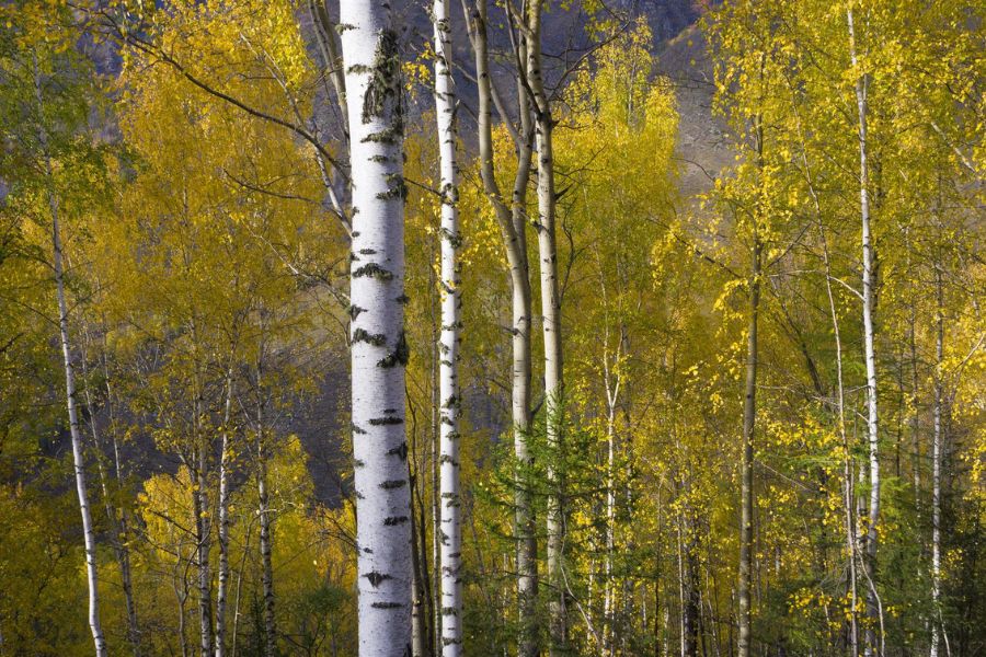 white birch forest in xinjiang during autumn with golden birch trees and soft sunset light white birch forest in xinjiang during autumn with golden birch trees and soft sunset light