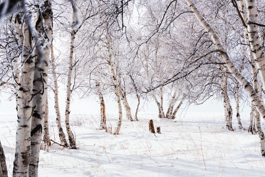 emu village birch forest river landscape xinjiang travel route stop scenic view emu village birch forest river landscape xinjiang travel route stop scenic view