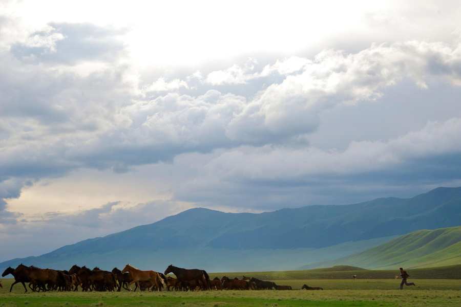 Yili horses on grassland in Xinjiang Ili Valley during summer horseback travel