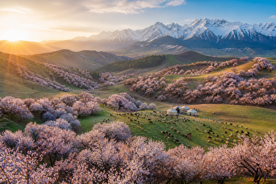 Apricot Valley in Xinjiang during peak apricot blossom season with snow mountains and grasslands Apricot Valley in Xinjiang during peak apricot blossom season with snow mountains and grasslands