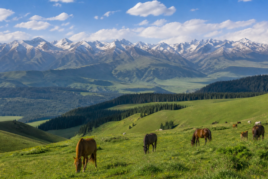 Narat Grassland travel guide showing Sky Grassland alpine meadow scenery in Xinjiang