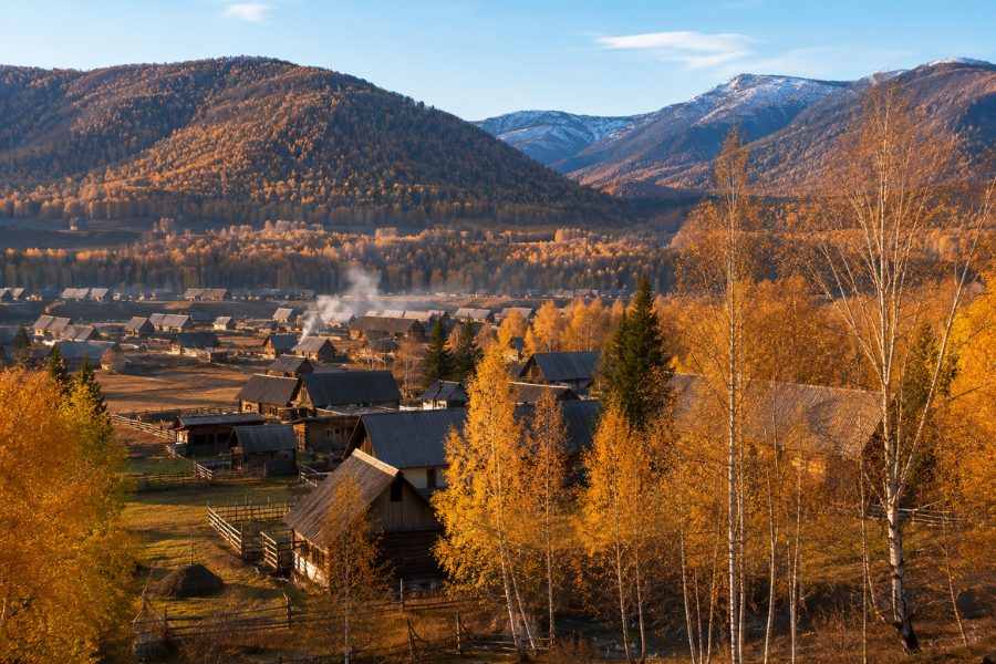Autumn scenery in Hemu Tuva Village with golden birch forest Autumn scenery in Hemu Tuva Village with golden birch forest