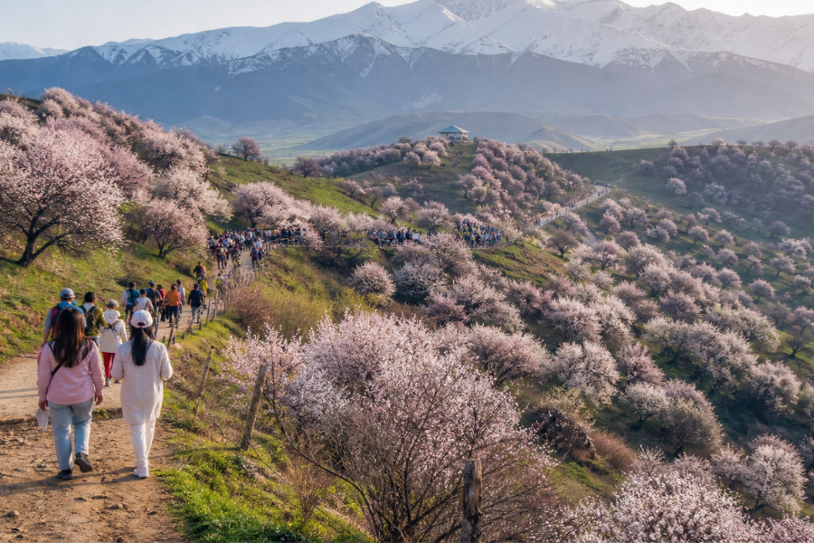 sunrise photography scene in Apricot Valley Northern Xinjiang with blossoms and grazing animals sunrise photography scene in Apricot Valley Northern Xinjiang with blossoms and grazing animals