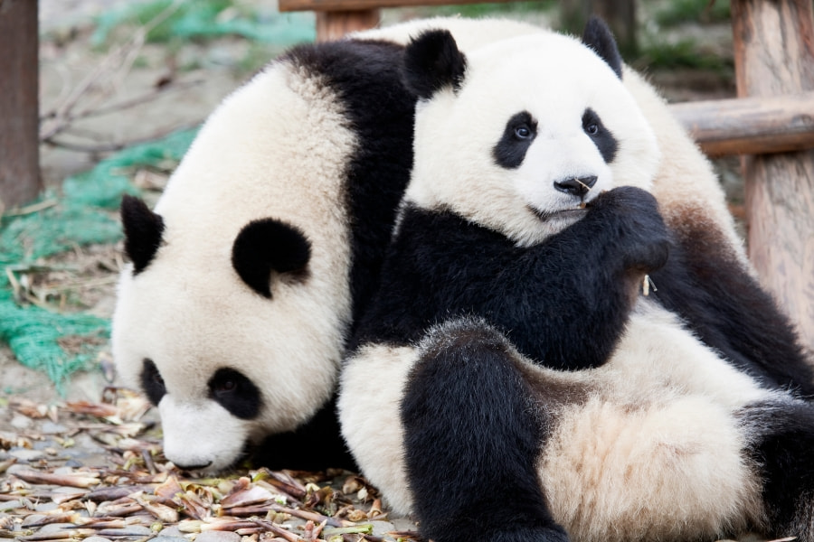 Chengdu1.jpg Chengdu1.jpg