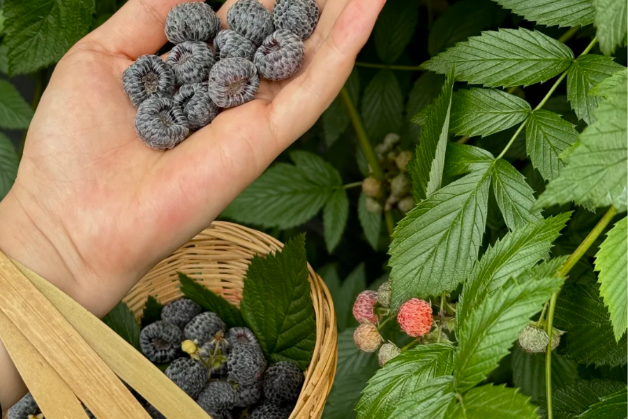 Travelers picking wild berries in Xinjiang mountain grasslands during summer