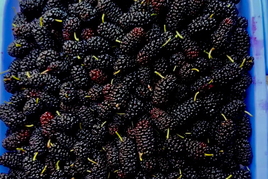 Wild berry picking terrain in Xinjiang mountain areas with uneven hiking paths Wild berry picking terrain in Xinjiang mountain areas with uneven hiking paths