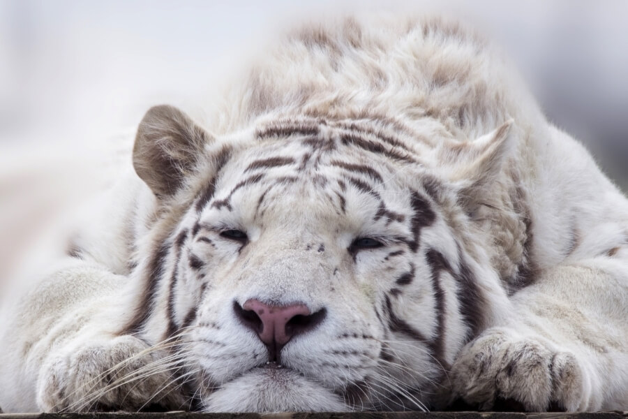 People born in the Year of the Tiger People born in the Year of the Tiger