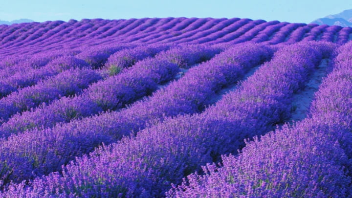 Early morning photography conditions at Yili lavender farms in summer Early morning photography conditions at Yili lavender farms in summer