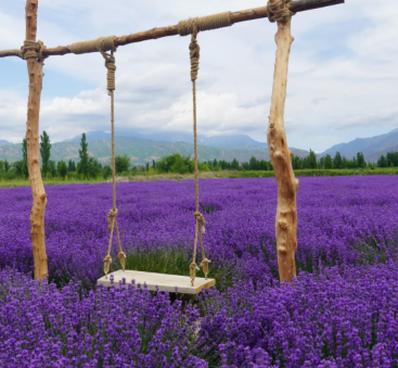 Travelers visiting lavender farms in Yili for seasonal photography and countryside scenery Travelers visiting lavender farms in Yili for seasonal photography and countryside scenery