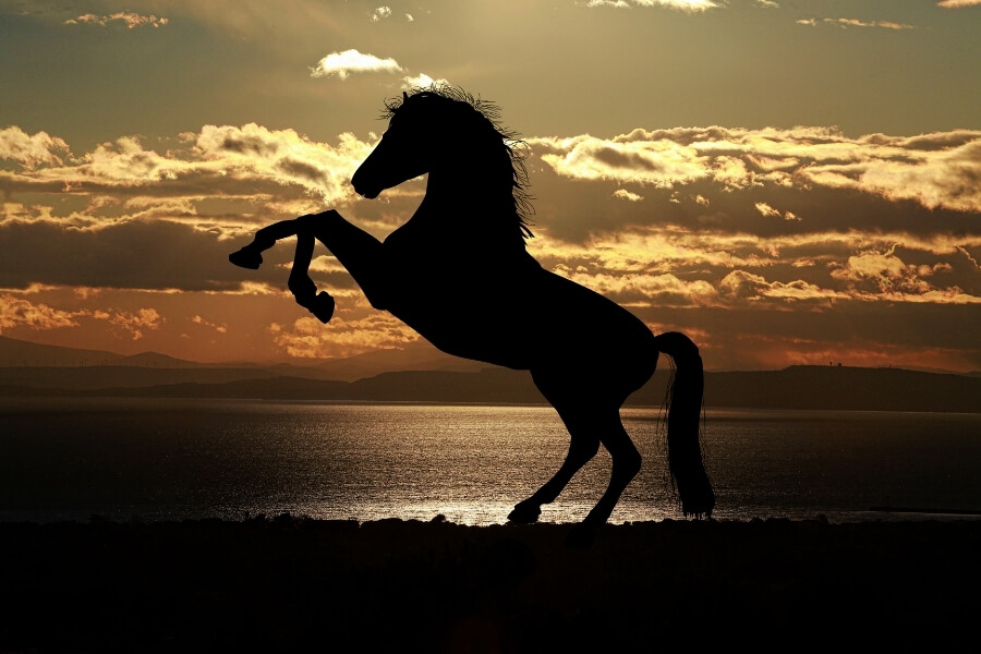 Xinjiang grassland travel experience connected with Horse culture and Silk Road history Xinjiang grassland travel experience connected with Horse culture and Silk Road history