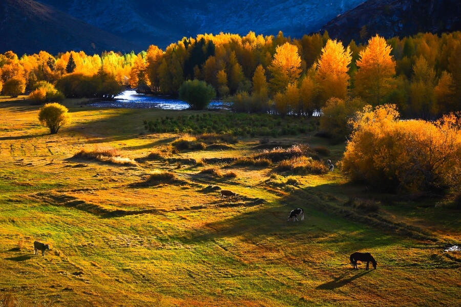 autumn scenery in northern Xinjiang during Mid-Autumn travel season