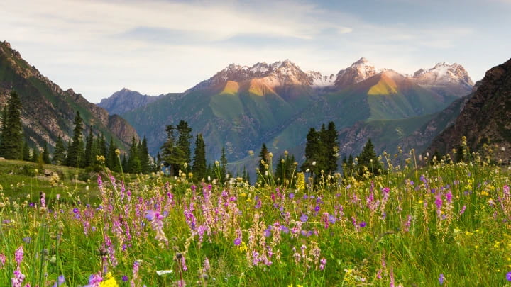 Yili Flower Fields in Xinjiang with lavender fields, Kazakh grasslands, and Tianshan mountain scenery